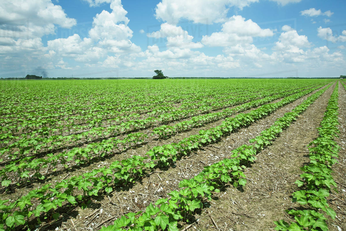 Agricultural Jobs In Denmark