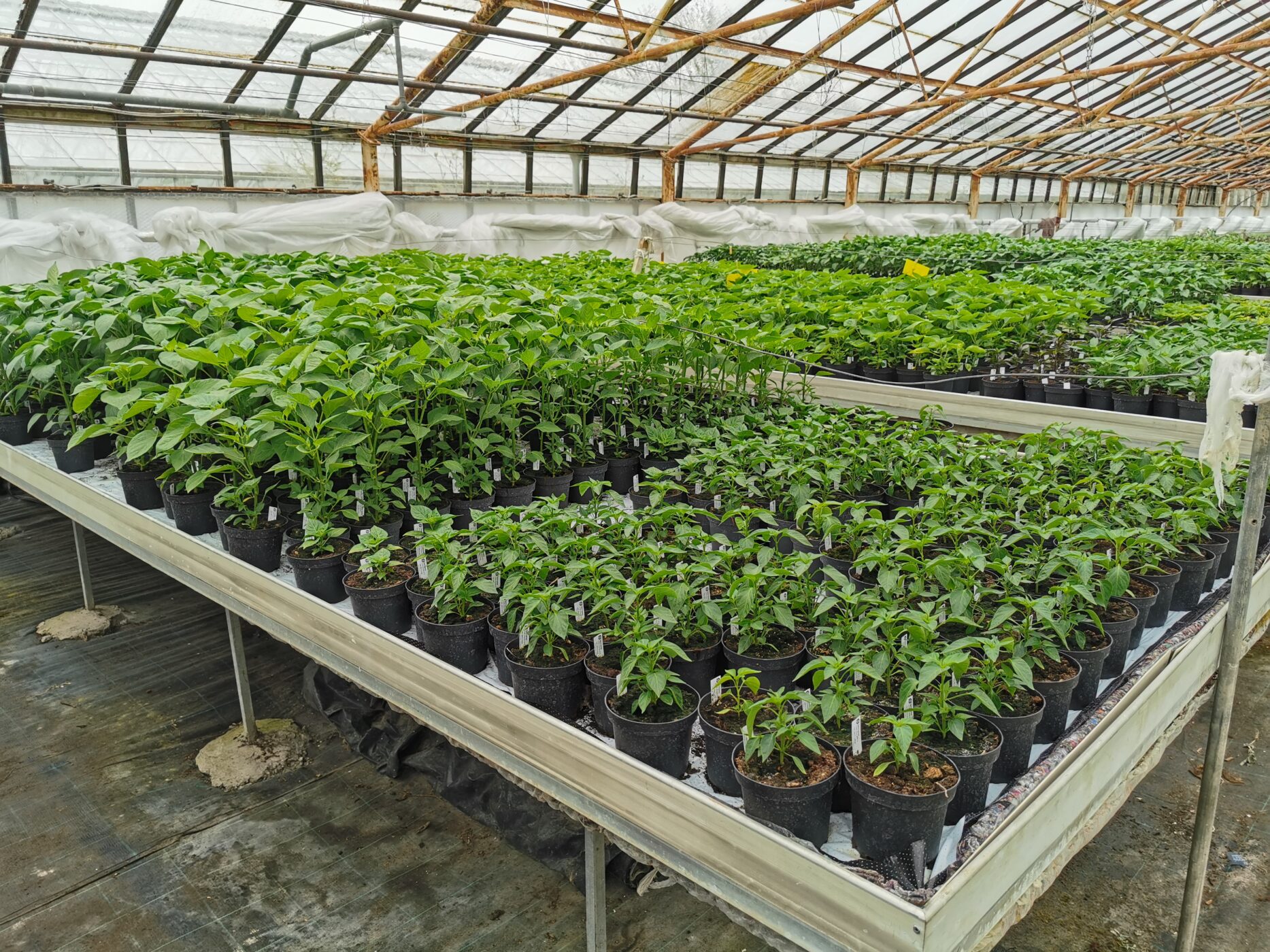 job-in-denmark-for-workers-in-greenhouses